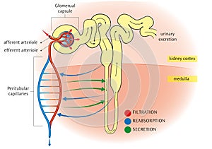 Nephron