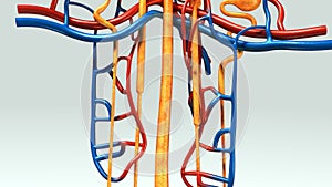 Nephron