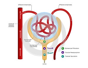 Nephron / formation of the urine / human organ and anatomy photo
