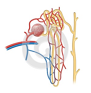 The nephron is the functional unit of the kidney. photo
