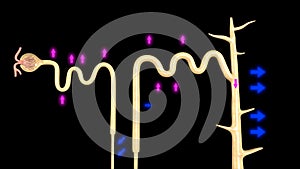 Nephron Functioning