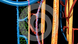 Nephron Functioning