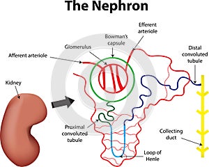 The Nephron