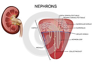 Nephron illustration, part of the kidney