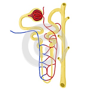 The nephron in the kidney.