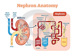 Kidney Nephron anatomy, vector illustration diagram scheme. photo