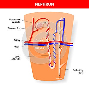 Nephron Structure