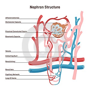 Nephron structure. Bowman's capsule, kidney filtering system with blood