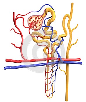 Nephron structure in kidney, medically 3D illustration