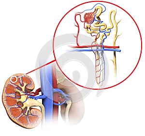 Nephron structure in kidney, medically 3D illustration