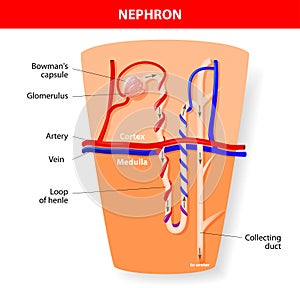 Nephron Structure photo