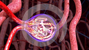 Nephrons Function photo