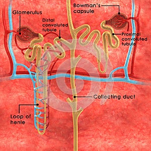 Nephrons labelled photo