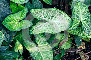 Nephthytis' beautiful leaves (Syngonium podophyllum cv 'White Butterfly') often grown as house plants photo