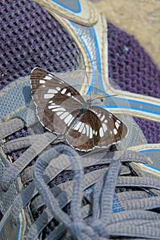 Butterfly on shoes photo