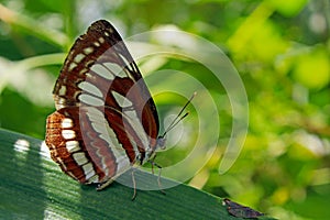 Neptis sappho, the Pallas` sailer or common glider butterfly