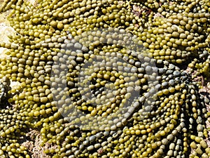 Neptunes Necklace at low tide backdrop texture