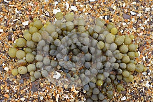 Neptunes necklace on sand photo