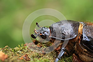 Neptunus beetle