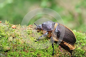 Neptunus beetle