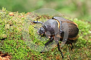 Neptunus beetle