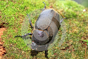 Neptunus beetle