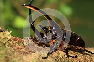 Neptunus beetle