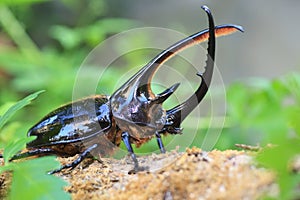 Neptunus beetle