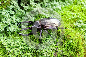 neptunus beetle on the green moss