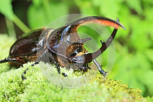 Neptunus beetle
