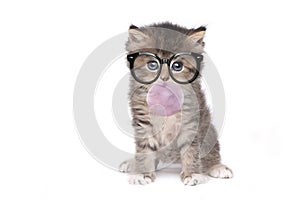 Nerd Kitten With Glasses And Bubble Gum