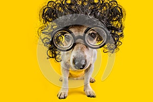 Nerd smart dog in curly black wig and glasses. study student exam. BAck to school pet. Yellow background