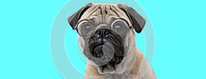 Nerdy cute Pug dog sitting, wearing eyeglasses