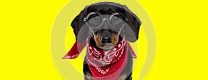 Nerdy teckel dachshund dog wearing glasses and red bandana photo