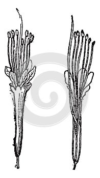 Nere or Parkia biglobosa, vintage engraving