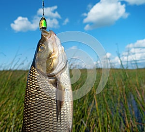 Nerfling, ide Leuciscus idus caught spinning