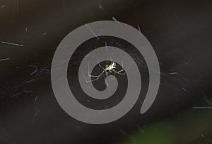 Neriene radiata spider