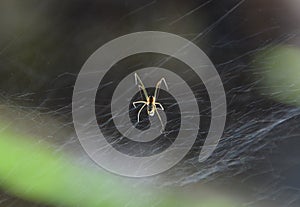 Neriene radiata spider