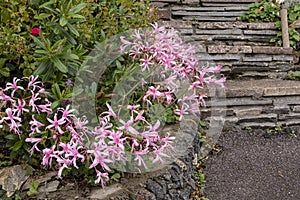 Nerine Bowdenii flowers in pink