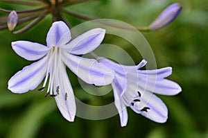 Nerine flower