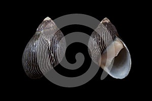 Neritina natalensis photo