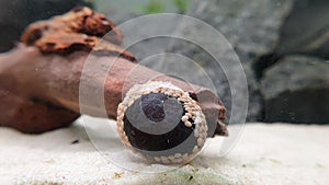 Neritina pulligera also called Military helmet snail, Neritina pulligera dusky nerite freshwater snail in the aquarium