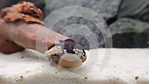 Neritina pulligera also called Military helmet snail, Neritina pulligera dusky nerite freshwater snail in the aquarium