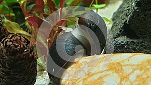 Neritina pulligera, also steel helmet snail, brown racing snail or black ball racing snail in an aquarium with plants and stones
