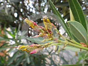 Nerium aphids in oleander plant photo