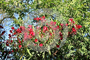 Closeup of Blooming Red Oleander in Spring photo