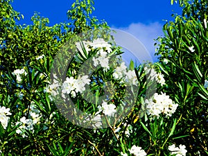 Nerium indicum Mill blooming