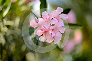 Nerium oleander