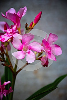 Nerium oleander