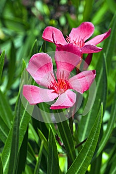 Nerium oleander